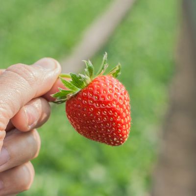 La fraise