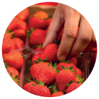 FRUITS ROUGES & Co. en 2002