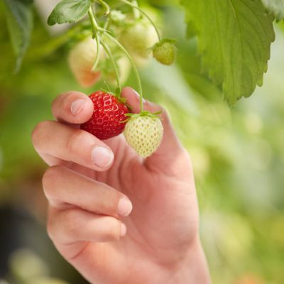 Fraises fraîchement récoltées