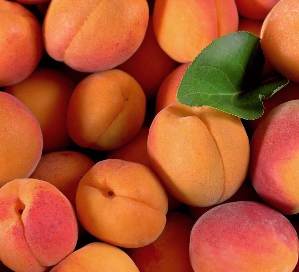 Assemblage des purées de fruits en laboratoire