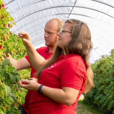 Fruits sélectionnés pour leur qualité gustative