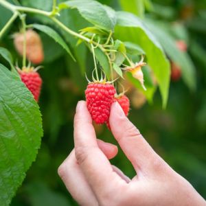 Culture de framboises chez un producteur partenaire