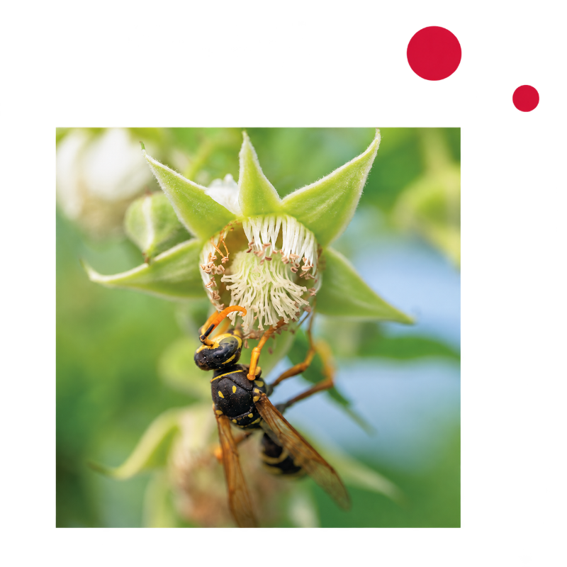 Abeille butinant, illustration des engagements environnementaux