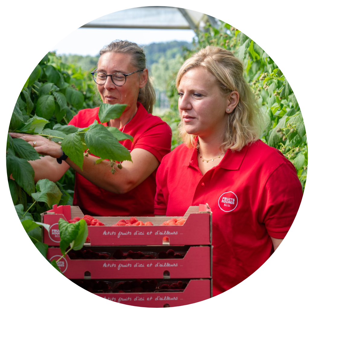 producteurs de framboises