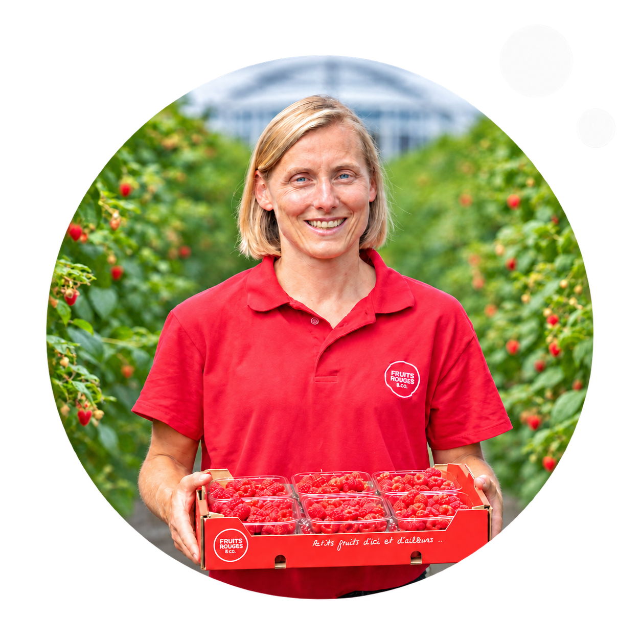 Productrice partenaire récoltant des framboises