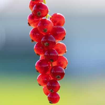 Grappe de groseilles, engagements RSE de FRUITS ROUGES & Co.
